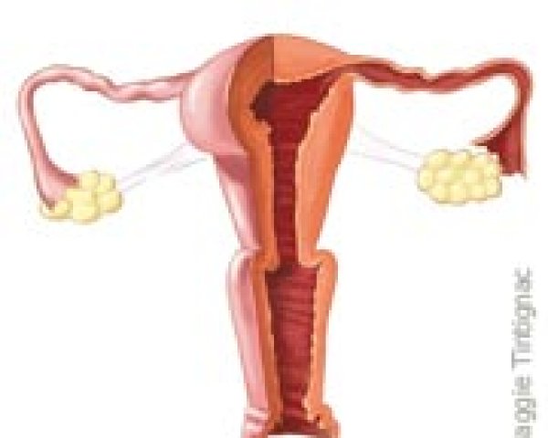 La fertilité et le cycle menstruel