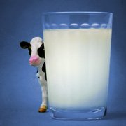 Intolérance au lactose ou allergie au lait de vache?