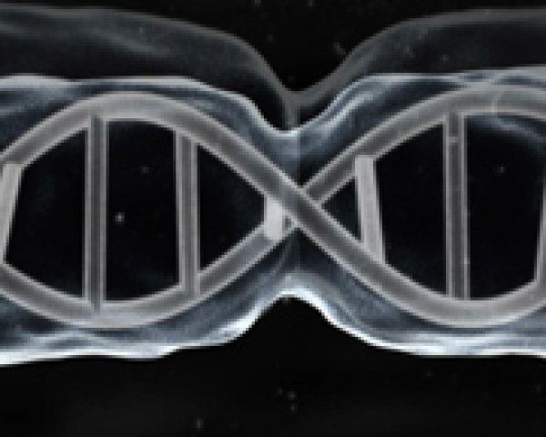 ADN, gènes et chromosomes