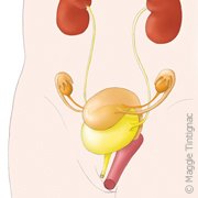 Anatomie des voies urinaires: vessie, urètre et sphincter