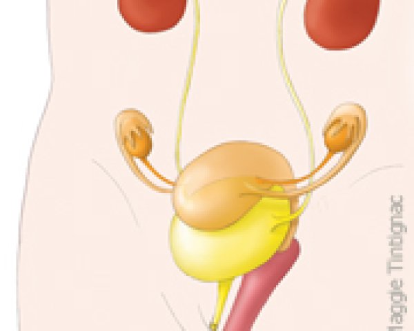Anatomie des voies urinaires: vessie, urètre et sphincter