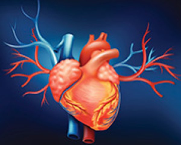 Zoom sur le cœur et les artères coronaires