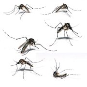 Muggen waar je voor moet opletten
