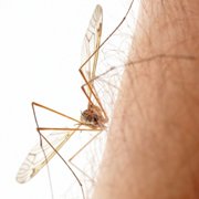 Wat is dengue?