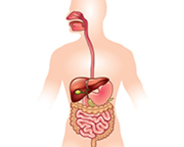 Comment fonctionne le processus de digestion?