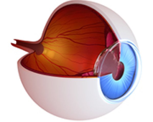 Anatomie de l’œil