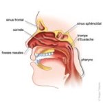 Le nez et les voies respiratoires