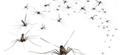 Wat weet u over muggen?