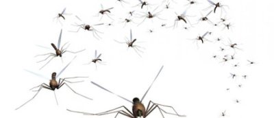 Wat weet u over muggen?