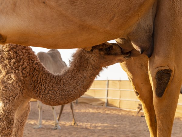 Kamelenmelk, een natuurlijke bondgenoot tegen diabetes?