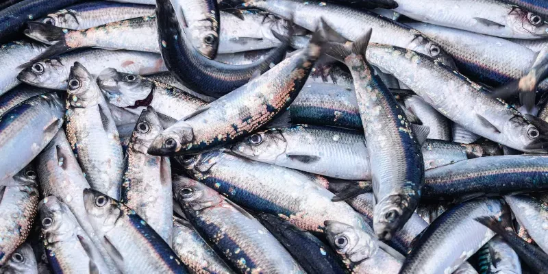 Consommer du poisson pour ralentir la sclérose en plaques?