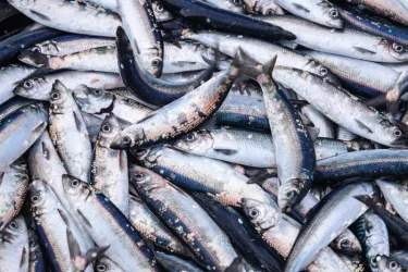Vis eten zou progressie van multipele sclerose kunnen afremmen