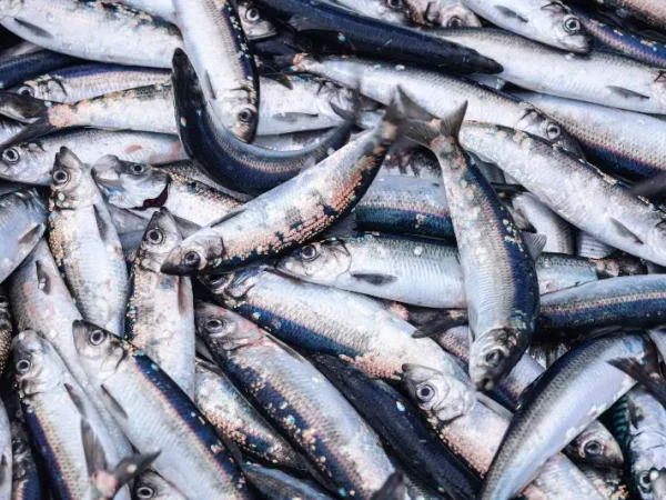 Vis eten zou progressie van multipele sclerose kunnen afremmen