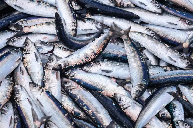 Consommer du poisson pour ralentir la sclérose en plaques?
