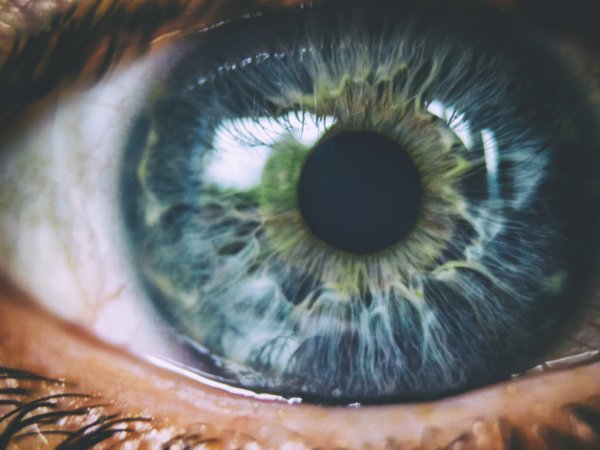 Anatomie de l‘œil