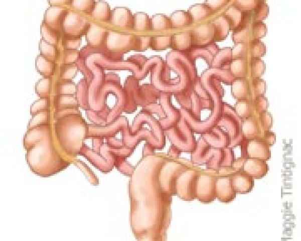 L'intestin, zone d'absorption d'eau et de nutriments
