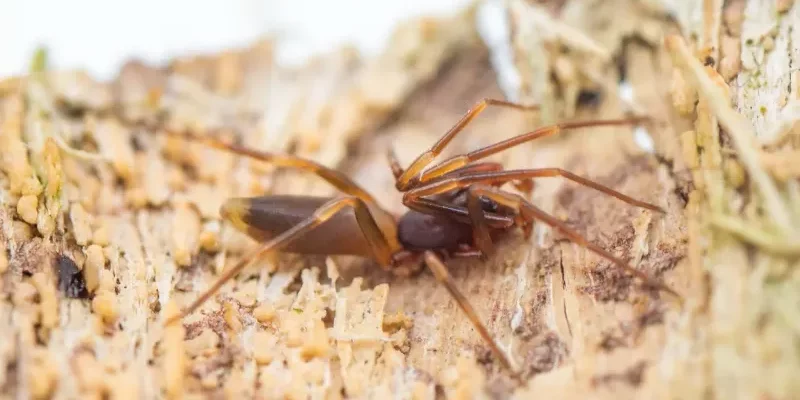 Baléares: alerte aux morsures d’araignée «violoniste»