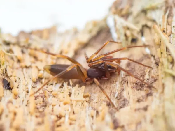 Baléares: alerte aux morsures d’araignée «violoniste»