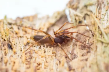 Baléares: alerte aux morsures d’araignée «violoniste»