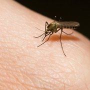Malaria et moustiques