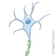 Neurone, axone et myéline
