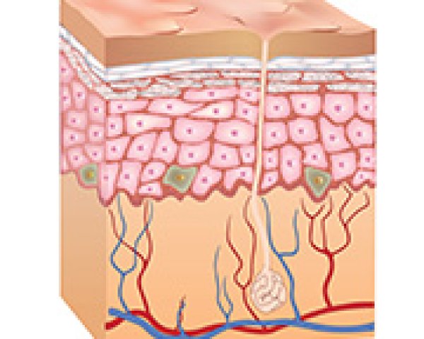 La peau, les mélanocytes et les grains de beauté