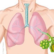 Quel est le rôle des voies respiratoires?