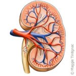 Wat zijn de belangrijkste functies van de nieren?