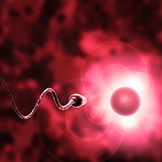 De voortplanting: ontmoeting tussen eicel en zaadcel