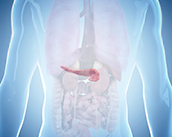 De rol van de pancreas in de spijsvertering