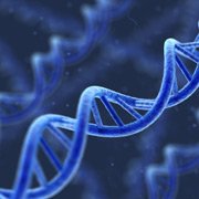 Sclérose en plaques: quel est le rôle de la génétique?