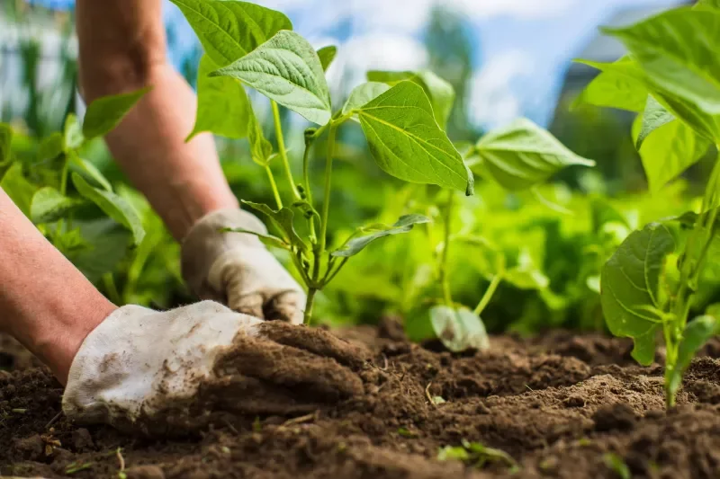 «Un peu de terre, c'est bon pour la santé»