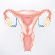 L’anatomie de l’utérus
