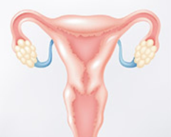 L’anatomie de l’utérus