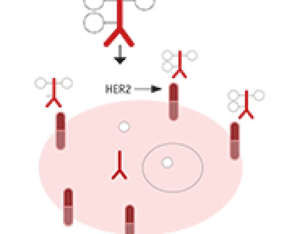 Le trastuzumab emtansine: nouveau traitement ciblé anti-HER2