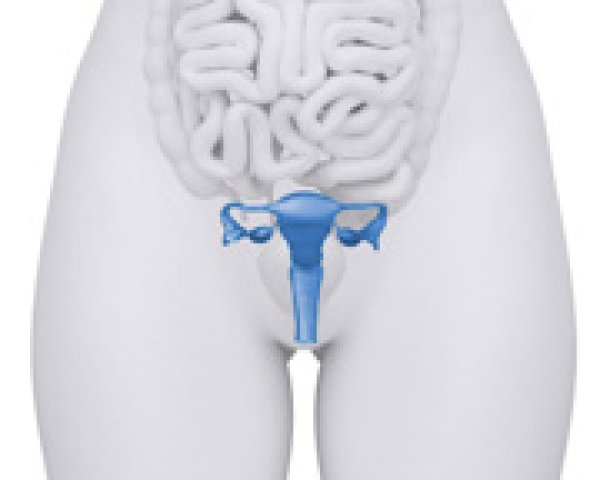 Utérus et col de l’utérus