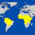 Zones à risque de fièvre jaune