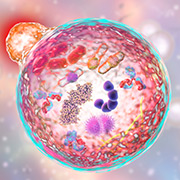 lipase c est quoi Lipase : définition et explications main image 0